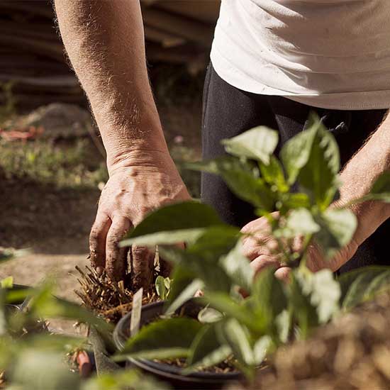 Urban Gardening