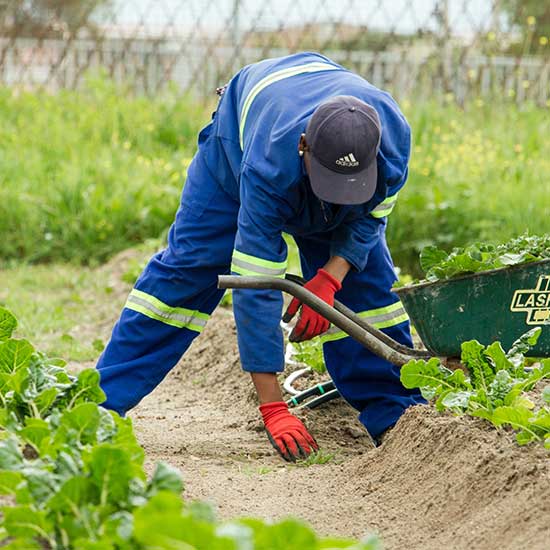 Garden Maintenance